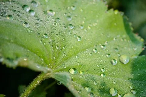 Close-up of a leaf with dew Stock Photos