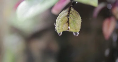 Close up of leaf with dripping water and spider crawling, Carmel, California Stock Footage 135306496