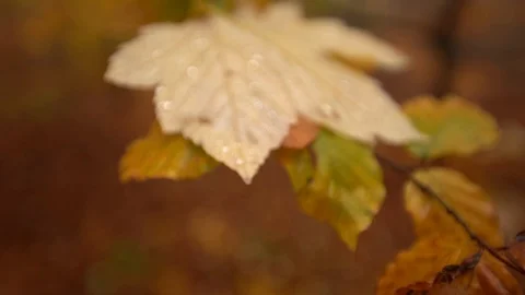 Close up leaf with droplets on, dolly out blur background Stock Footage 98129323