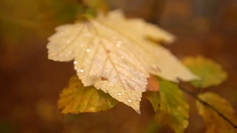 Close up leaf with droplets on, dolly out blur background Stock Footage 98129612
