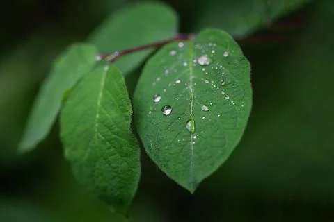 Close up of a leaf with drops after the rain Foto stock