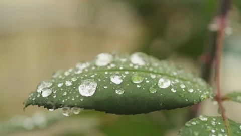 Close-up of a leaf with drops dripping on it. Stock Footage 220649534