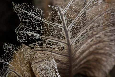 Close-up leaf dry Stock Photos
