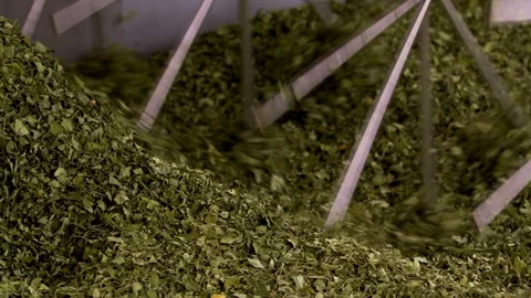 Close up of leaf drying machine drying moringa, industrial agriculture Vidéo 128013624