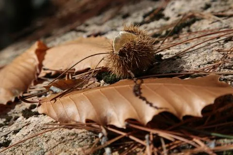 Close-up of a leaf, empty chestnut peel on rock in autumn Stock Photos