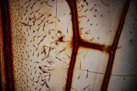 A close-up of the leaf epidermis under a microscope, showing cell walls. Stock Photos