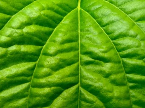 Close-up leaf fiber texture Stock Photos