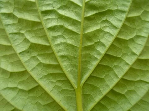Close-up of leaf fiber texture Stock Photos