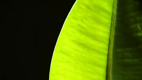 Close-up of a leaf of a ficus plant on a sunlight on a black background Stock Footage 80231713