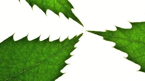Close up of a leaf. Stockbeeldmateriaal 21315361
