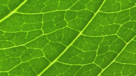 Close up of a leaf. Vídeo Stock 21315655