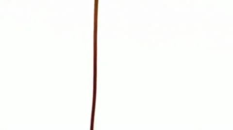 Close up of a leaf. Stock Footage 21315699