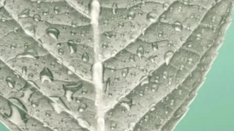 Close up of a leaf. Stock Footage 21315793