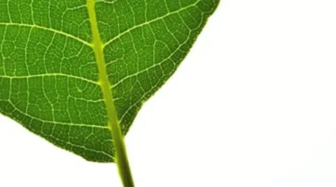 Close up of a leaf. Vídeos de archivo 21315963
