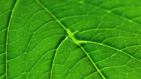 Close up of a leaf. Vídeo Stock 21316005