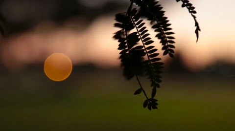 Close Up Of Leaf Stock Footage 64217063