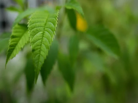 Close up the leaf. Stock-Footage 78595652