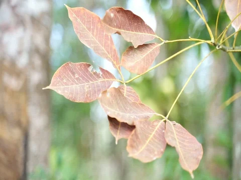 Close up in leaf Stock-Footage 105022945