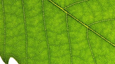 Close up of a leaf. Stock Footage 132740198