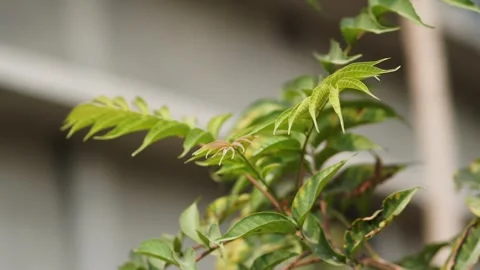Close up of a leaf Stock Footage 242308269