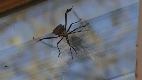 Close-up of leaf-footed bug (Acanthocephala), aka stinkbug, crawling on glass Vídeo Stock 170865154