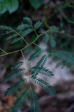 Close up leaf in the forest Stock Photos