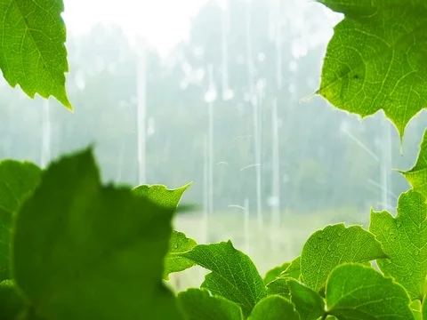 Close-up of leaf forming a natural frame during heavy storm Stock Footage 98956992