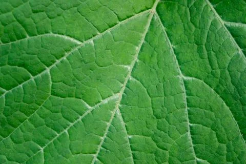 Close up leaf. Fresh green leaf texture macro background Stock Photos