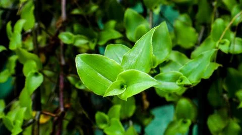 Close up leaf on the garden 스톡 사진