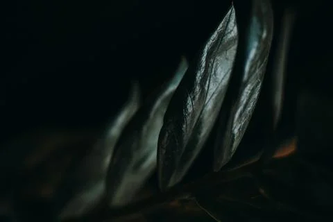 Close up of a leaf - graphic texture of rain forest plants - vegetation of Foto stock