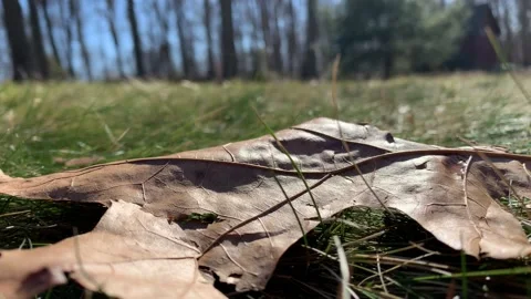 Close up of a leaf on grass on a windy day Vidéo 170094389