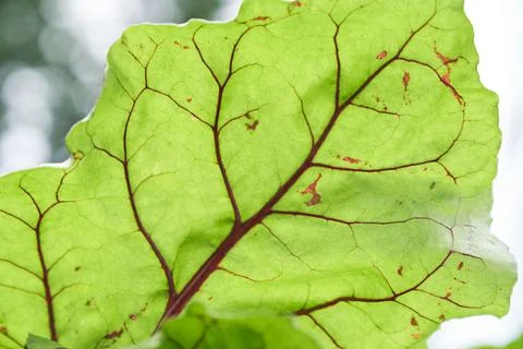 Close-up of a leaf of a green beet leaf or seedlings of beet root crops. Green Stock-Fotos