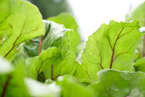 Close-up of a leaf of a green beet leaf or seedlings of beet root crops. Green Stock Photos