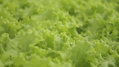 Close-up of a leaf of a green salad. Stock Footage 76446653