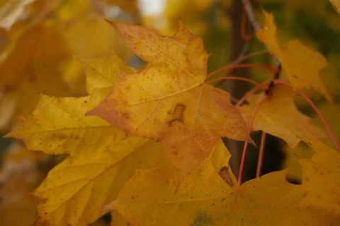 A close up of a leaf with a hole in it Stock Photos