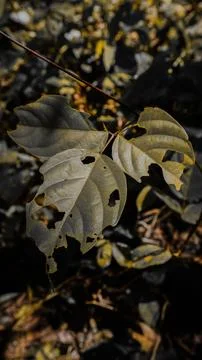 Close-Up of Leaf with Insect Damage 스톡 사진