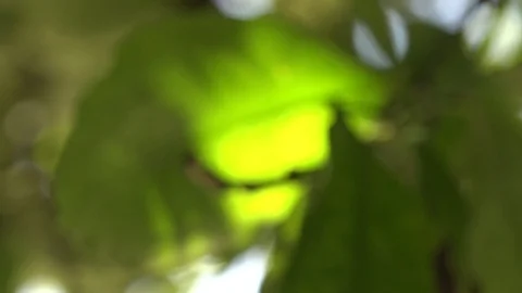 Close up of a leaf as it changes from out of focus to in focus Stock Footage 85923023