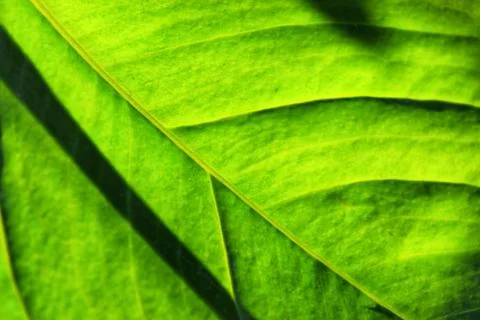 Close up leaf. Macro photography. Stock Photos