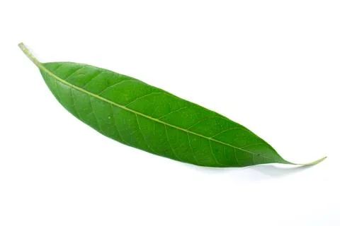 Close up leaf of mango tree isolated Stock Photos
