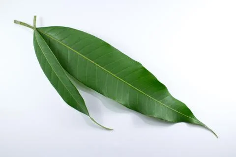 Close up leaf of mango tree isolated Stock Photos