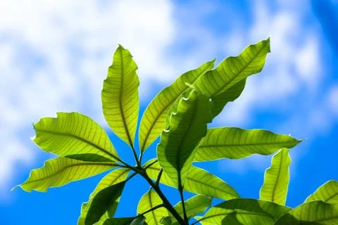 Close up leaf of mango tree Stock Photos