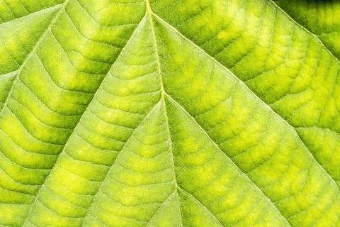 Close up leaf of meadows Stock-Fotos