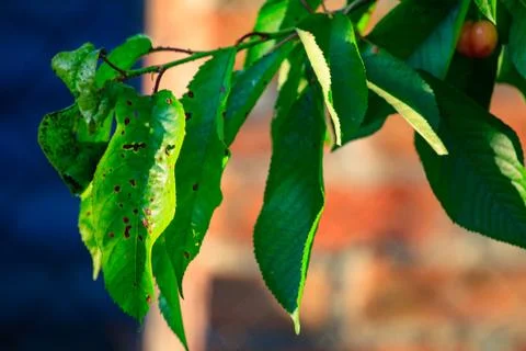 Close-up of a leaf of merry with brown spots caused by fungal diseases Stock Photos
