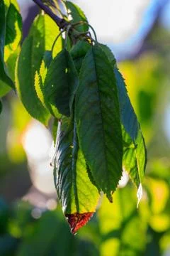 Close-up of a leaf of merry with brown spots caused by fungal diseases Stock Photos