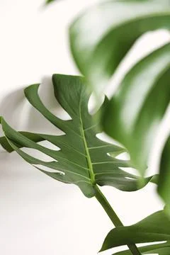 Close-up leaf Monstera deliciosa or Swiss cheese plant on a white background Stock Photos