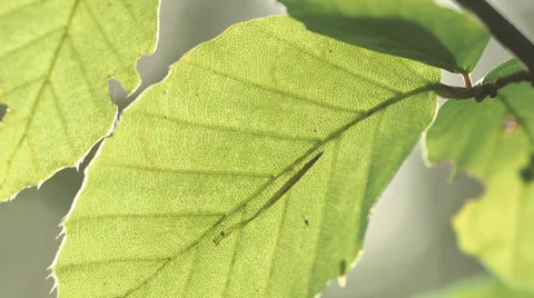 Close Of Leaf Moving In The Wind Video stock 36646164
