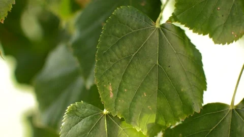 Close-up leaf in a natural green blur background during a summer day. 스톡 동영상 219323849
