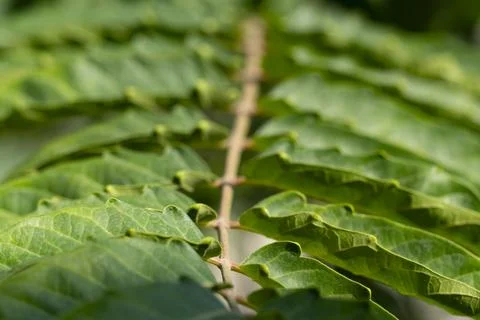 Close-up of Leaf Pattern with Central Stem Stock Photos