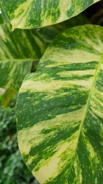 Close up leaf Stock Photos