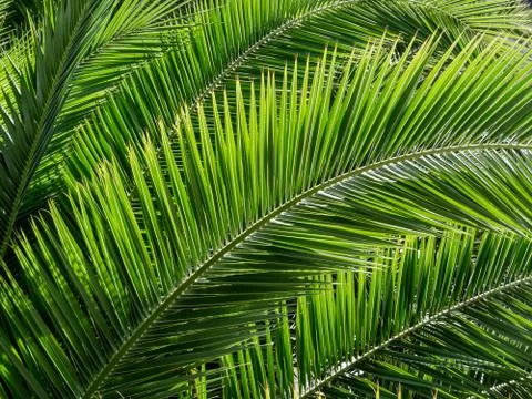Close-up of a leaf Stock Photos